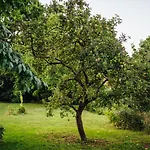 Pod Borovici