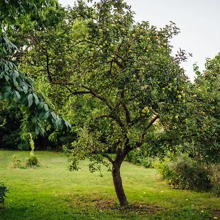 Pod Borovici
