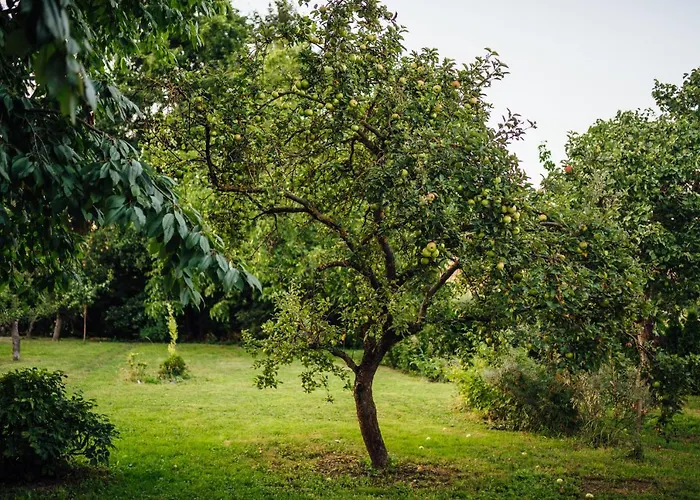 Pod Borovici